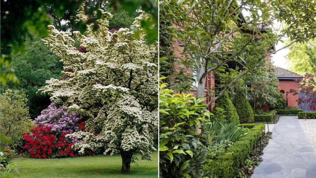 Should You Plant Tall Trees Near Property Lines?