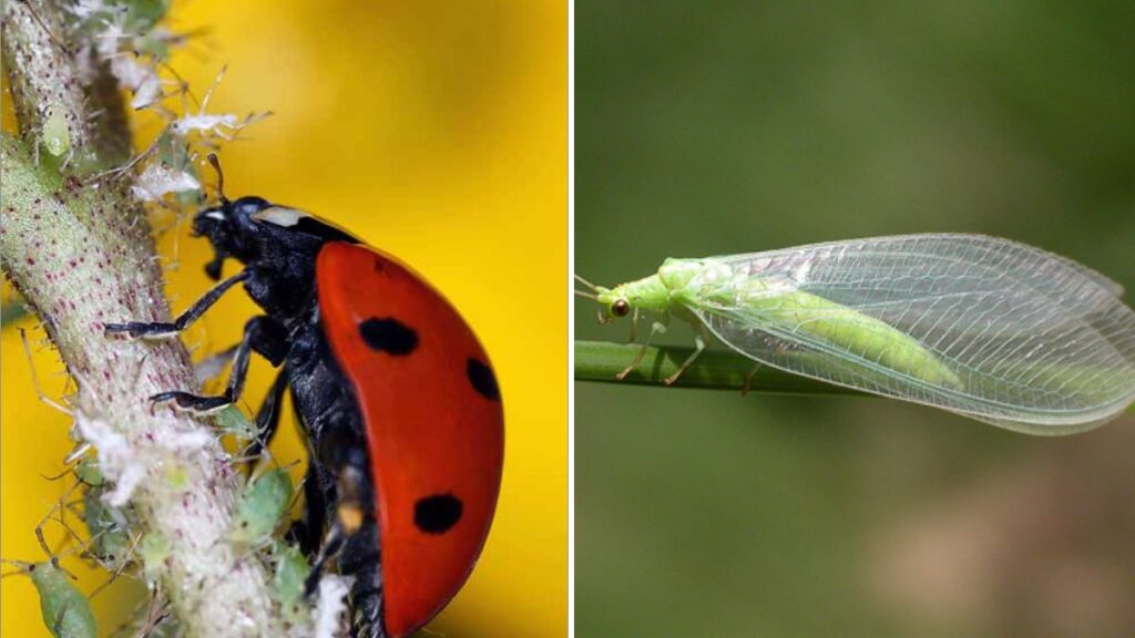 10 Bugs That Are Actually Good for Your Garden