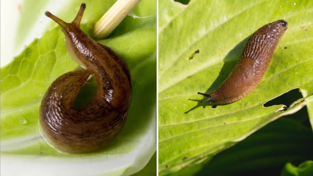 How to Get Rid of Slugs Without Chemicals