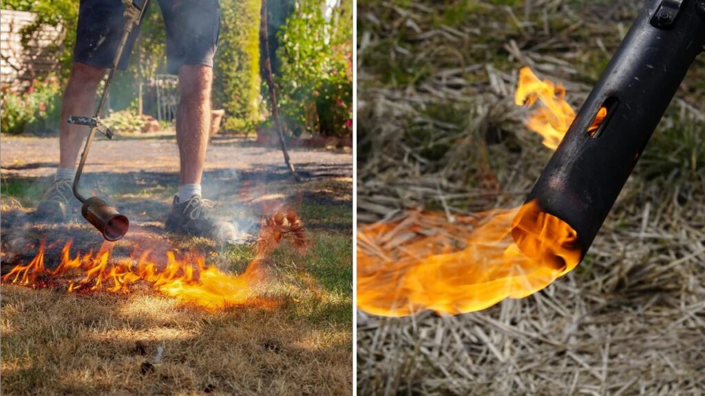  Should You Burn Weeds? Experts Explain