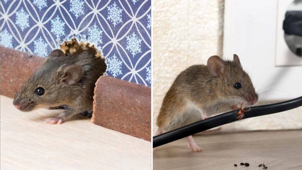 7 Plants That Repel Rodents Naturally