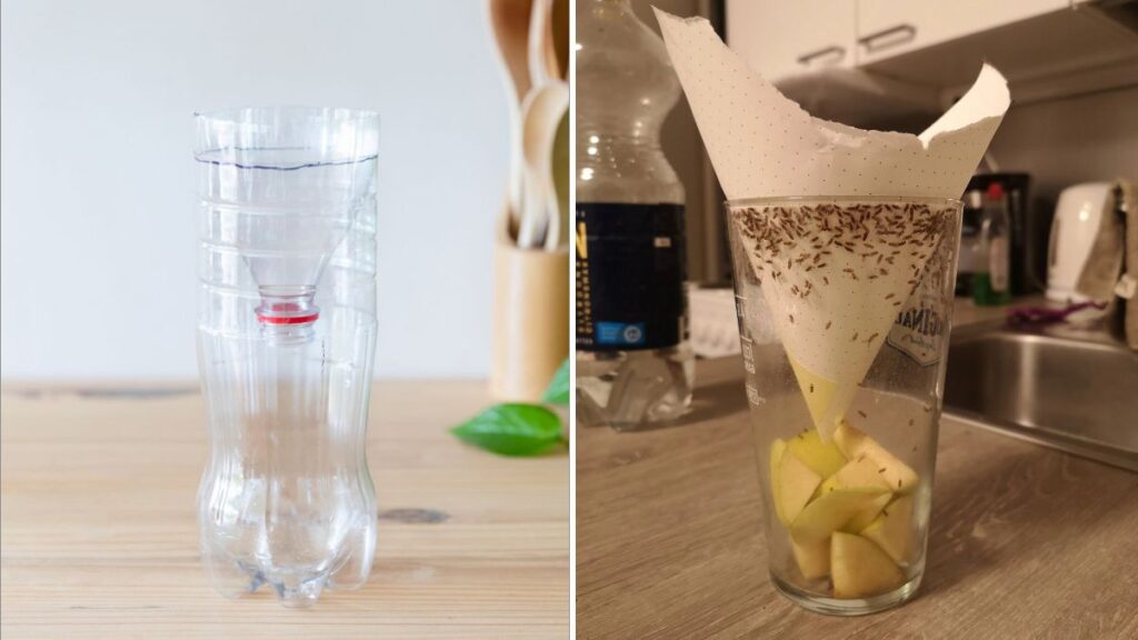 How to Make Homemade Traps for Fruit Flies Outdoors