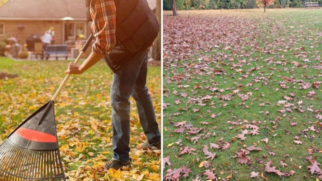 Why You Shouldn’t Bag Every Leaf You Rake