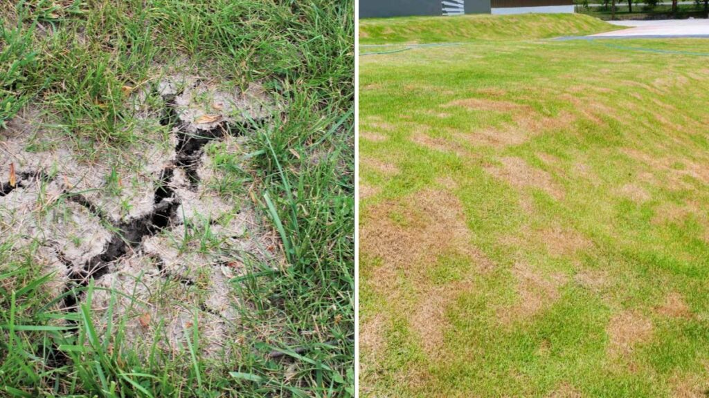 How To Repair Bare Spots Before The Ground Freezes