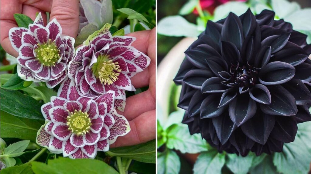 7 Scary-Good Plants to Grow for Halloween