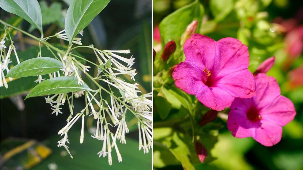 8 Night-Blooming Plants for Halloween Magic