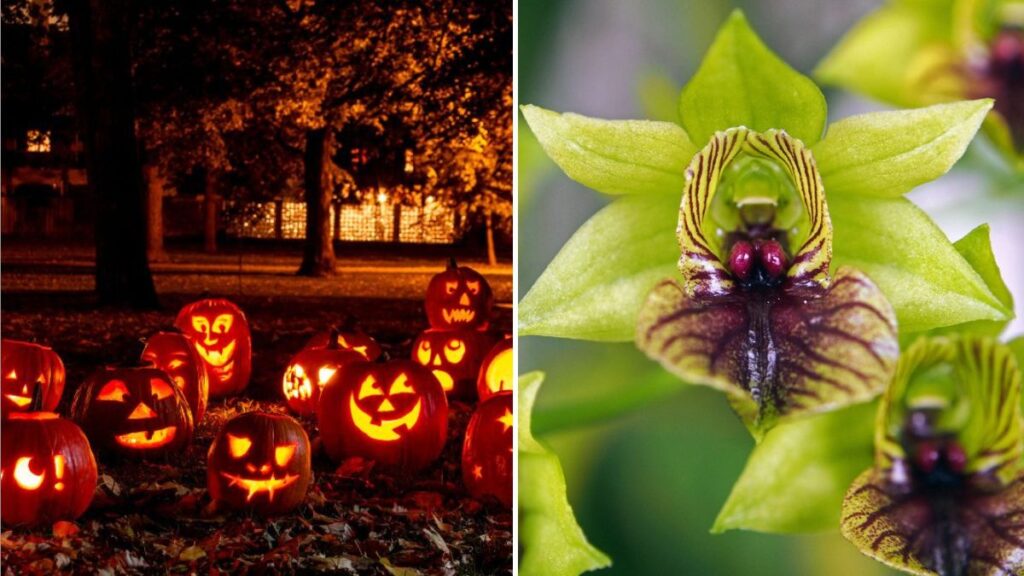 5 Haunted Garden Decor Ideas for Halloween