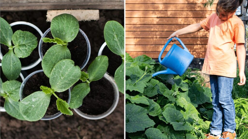 6 Pumpkin Patch Gardening Tips for Beginners