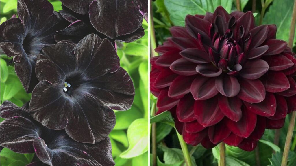 8 Frighteningly Beautiful Flowers for Halloween