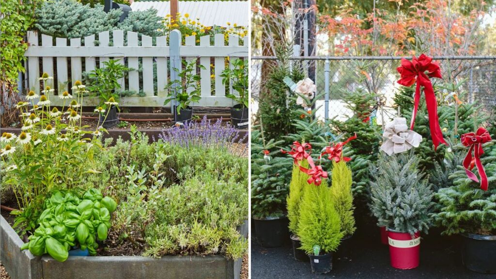 5 Evergreen Gardening Ideas for the Christmas Season