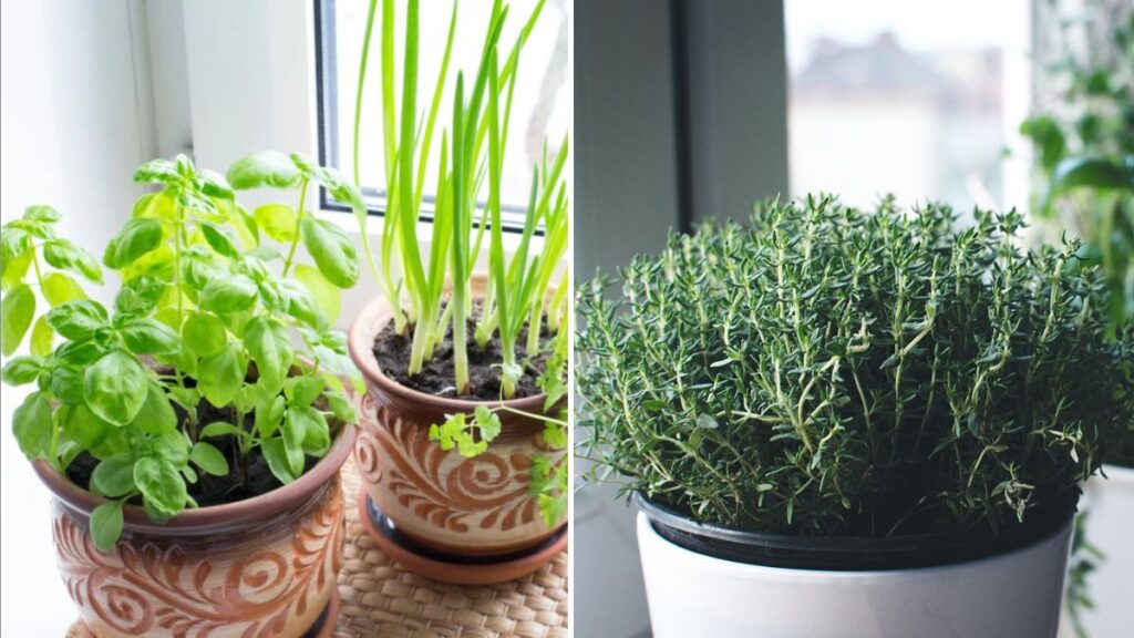 5 Christmas Herbs to Grow Indoors This Winter