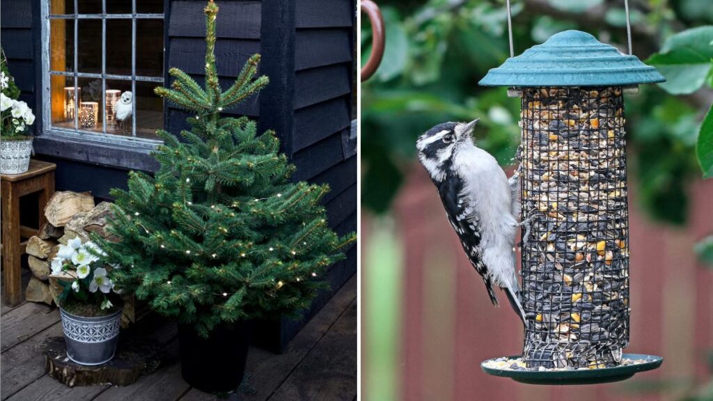 5 Festive Gardening Projects for Kids at Christmas