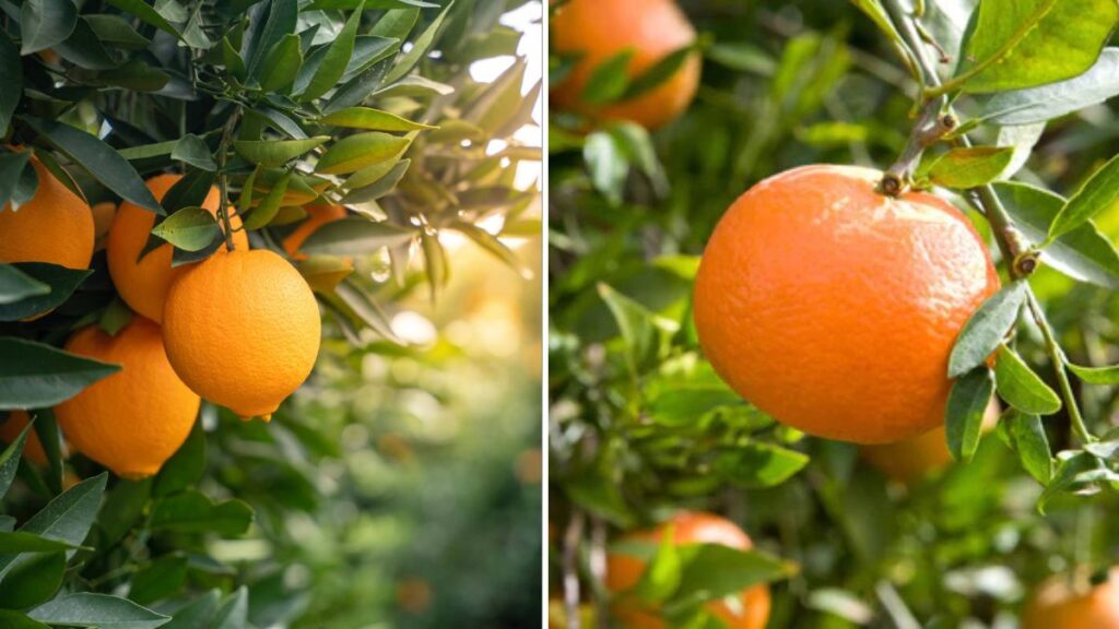 Gardening Expert Reveals 10 Powerful Tricks to Grow Fruit Trees Super Fast (Beginner-Friendly Guide!)