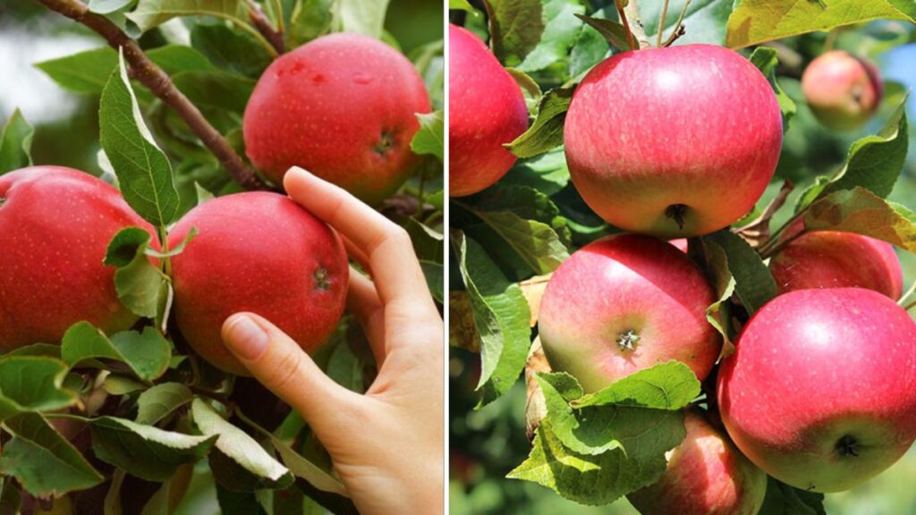 The BEST Way to Propagate Your Fruit Trees FAST — Simple Tricks Every Gardener Should Know!