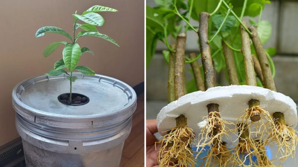 Ultimate Guide: Successfully Rooting Lemon Tree Cuttings Using Hydroponics — Beginner-Friendly, Fast & 100% Effective