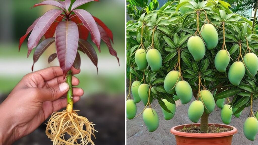 Genius Hack to Propagate Mango Trees at Home: Grow Juicy, Healthy Mango Plants with This Simple Method!