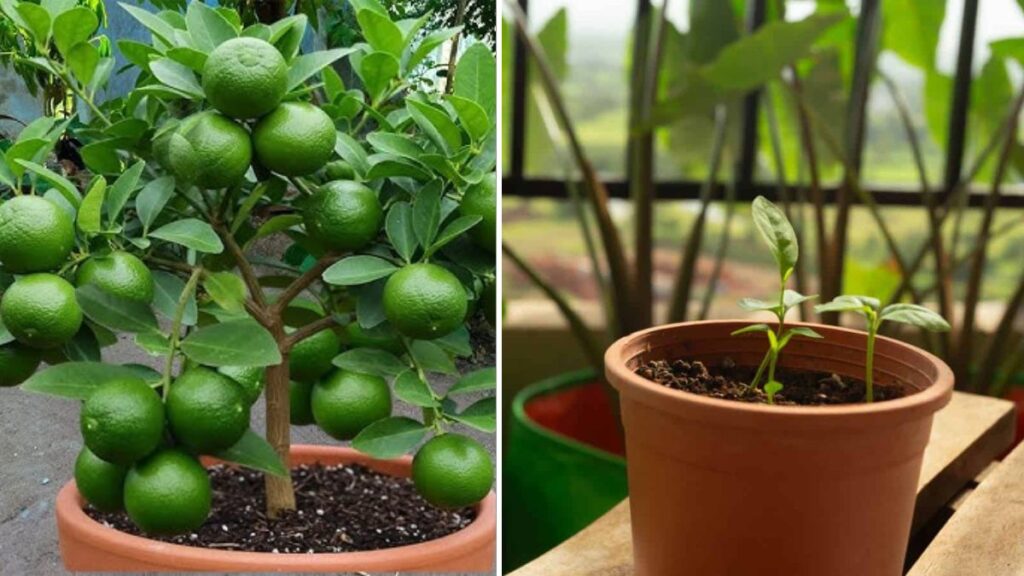 Fastest Way to Grow a Lemon Tree: Step-by-Step Guide to Quick Rooting & Rapid Growth