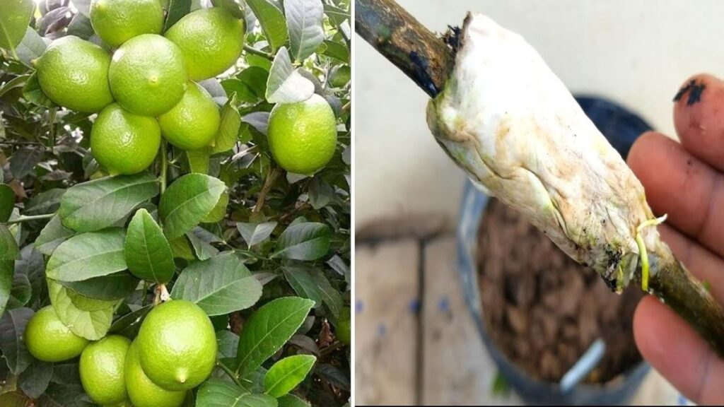 Ultimate Guide: How to Propagate Lemon Trees from Cuttings Using Tissue Paper (100% Success Method!)