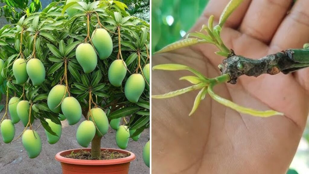 Ultimate Guide: How to Propagate Mango Trees from Cuttings — Grow Mango Plants Fast from Branches! (100% Working Method)