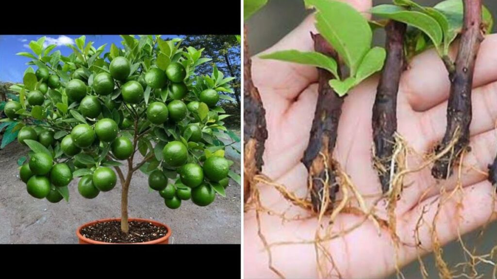 Ultimate Guide: How to Propagate Lemon Trees from Cuttings Using Aloe Vera (100% Success Guaranteed!)