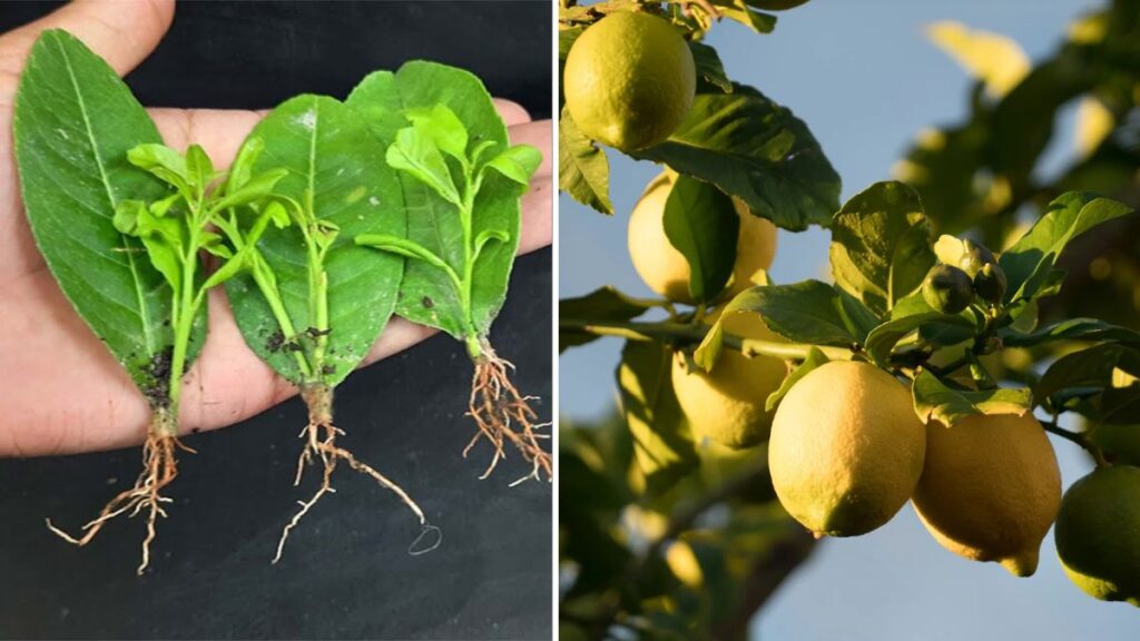 Unbelievable Trick: How to Grow Lemon Trees from Lemon Leaves — 100% Success Method Explained!