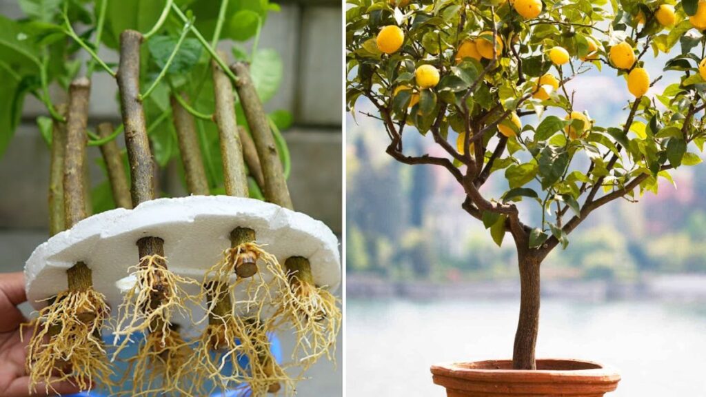 Ultimate Guide: How to Propagate Lemon Trees from Cuttings — The Easiest Method for Fast Rooting!