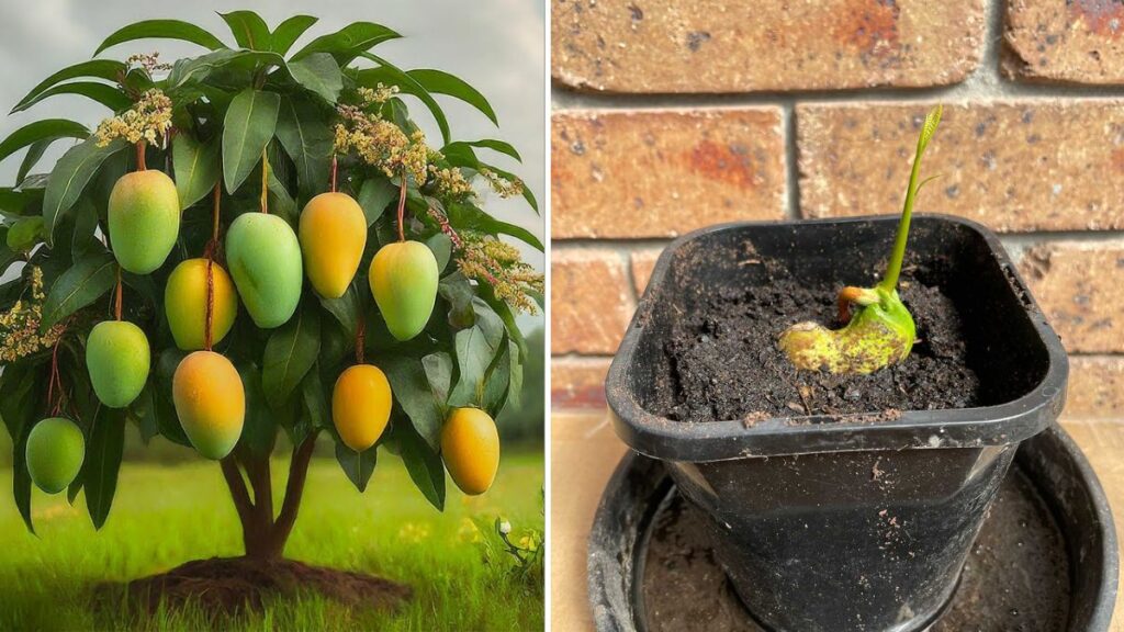 MANGO Trees Are Easier to Propagate Than You Think! | Simple Techniques for Fast Growth at Home