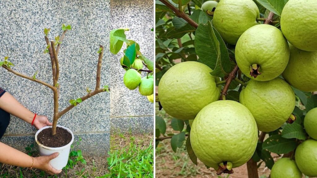 I Used “Cucumber Power” to Propagate a Guava Tree in Just One Month! | The Secret Technique Revealed