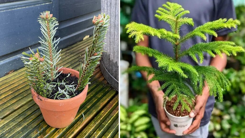 Grow Your Own Christmas Tree from Cuttings at Home | Simple, Fast & Beginner-Friendly Guide