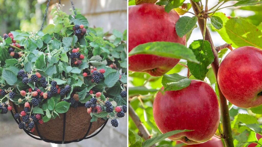Grow 8 Common Fruit Trees Using Simple Things You Already Have at Home | No Special Tools Needed!