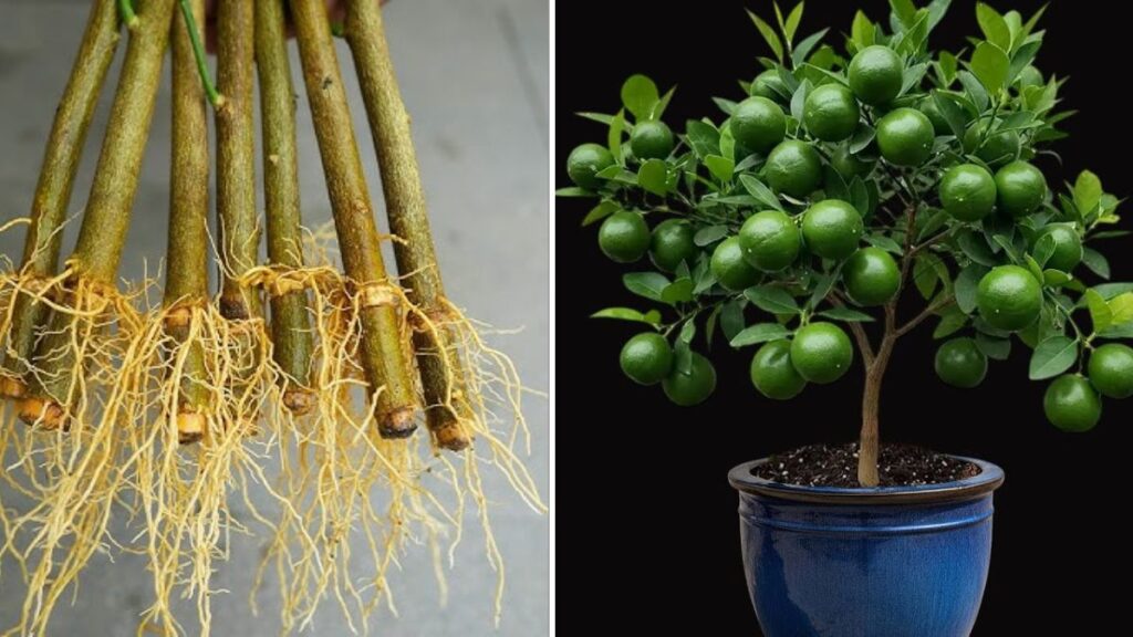 1-Month Miracle: The Easiest Way to Grow Lemon Trees from Cuttings at Home