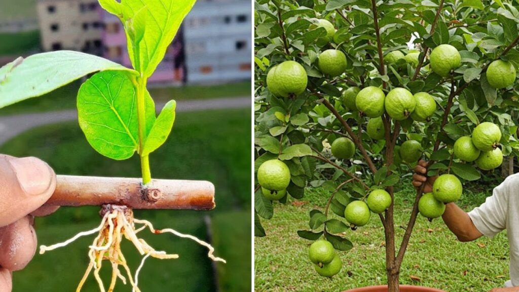 Ultimate Beginner’s Guide: The Easiest Air Layering Technique to Grow Healthy Guava Trees Fast!