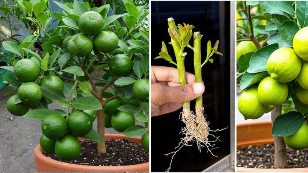 Genius Gardening Hack: How to Propagate Lemon Trees Naturally Using Watermelon—A Simple, Powerful Technique for Beginners!