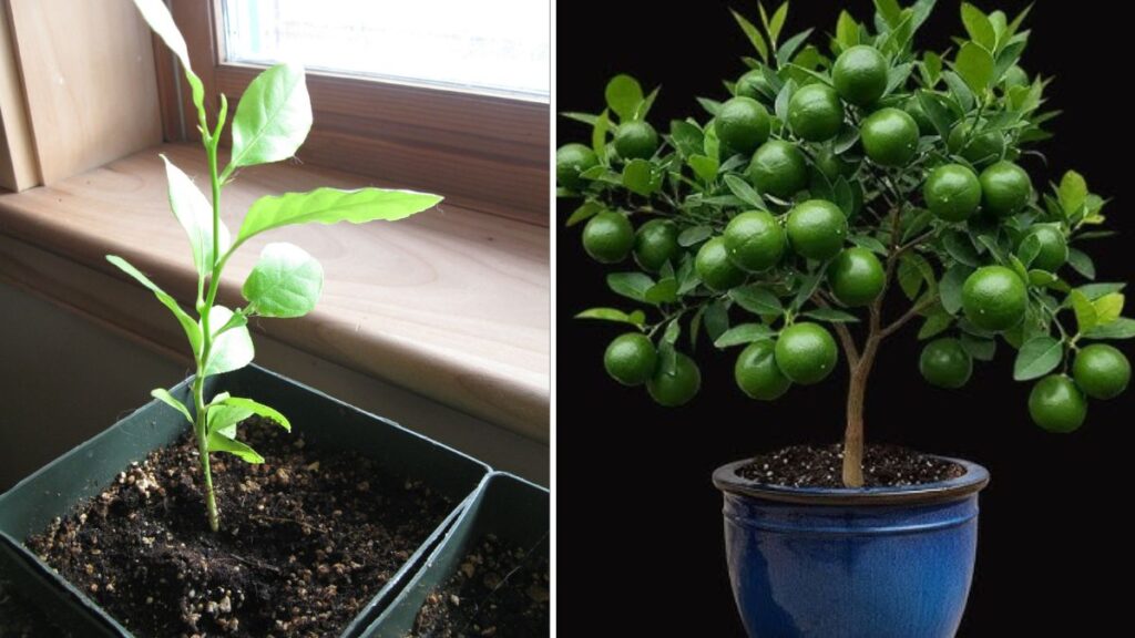 Grow Lemon Trees from Cuttings SUPER FAST! Top Tricks Every Beginner Should Know