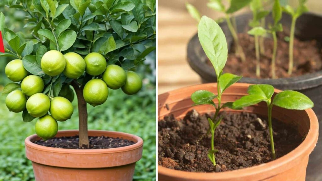 The BEST Way to Propagate Your Lemon Trees This Summer! Fast, Easy & 100% Successful Method for Beginners