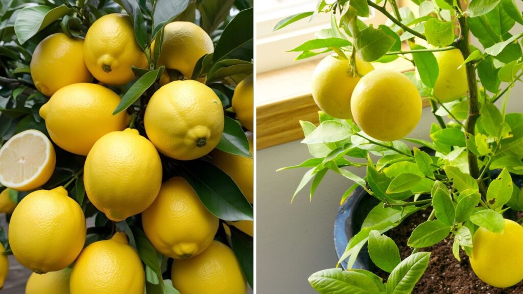Ultimate Guide: Simple Tricks to Propagate Lemon Trees Naturally for Fast, Healthy Growth!
