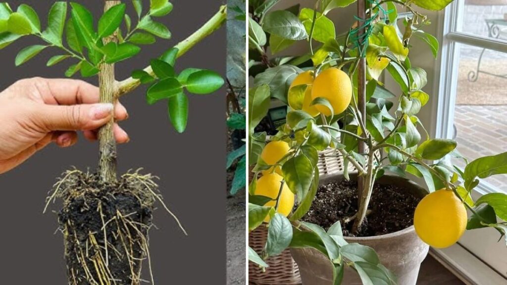 Ultimate Guide: Grow Your Lemon Tree from Cuttings and Leaves with This Proven Method—100% Success Tips!