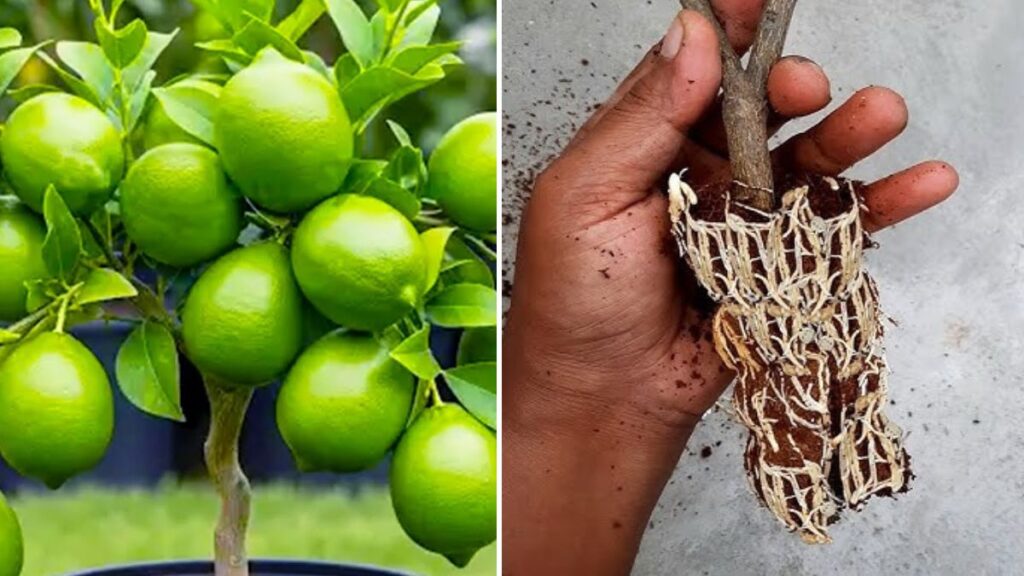 MASTER Air Layering in 30 Days and Grow LEMON Trees FAST — The Ultimate Step-By-Step Guide for Guaranteed Success!