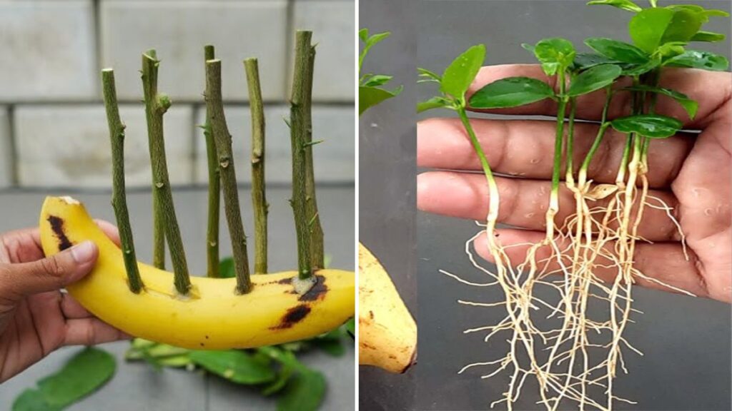 Lemon Tree Propagation Made EASY with Banana Power — Grow Faster, Healthier Plants with This Genius Trick!