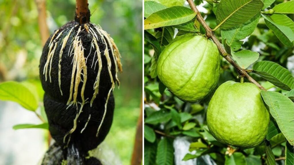 10 Pro Tips for Growing Your Guava Trees Faster! — The Ultimate Compilation Guide for Super-Fast Growth