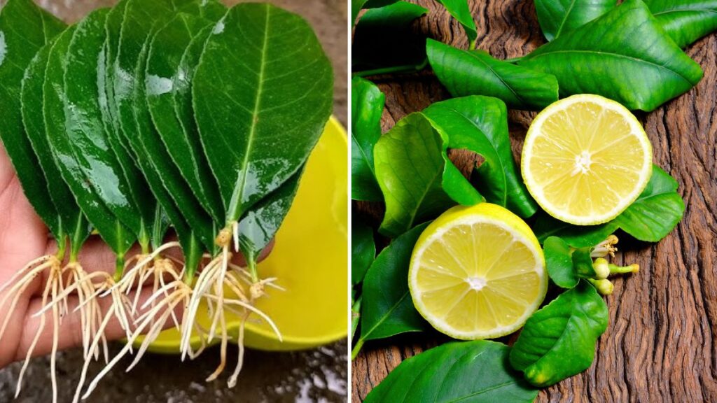 Grow Lush Lemon Trees from Leaves with This Proven, Game-Changing Method!