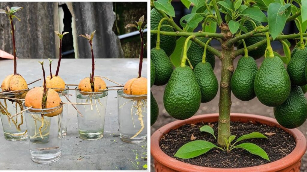 Unlock Rapid Avocado Growth: Simple Tips to Grow Avocado Trees Faster at Home!