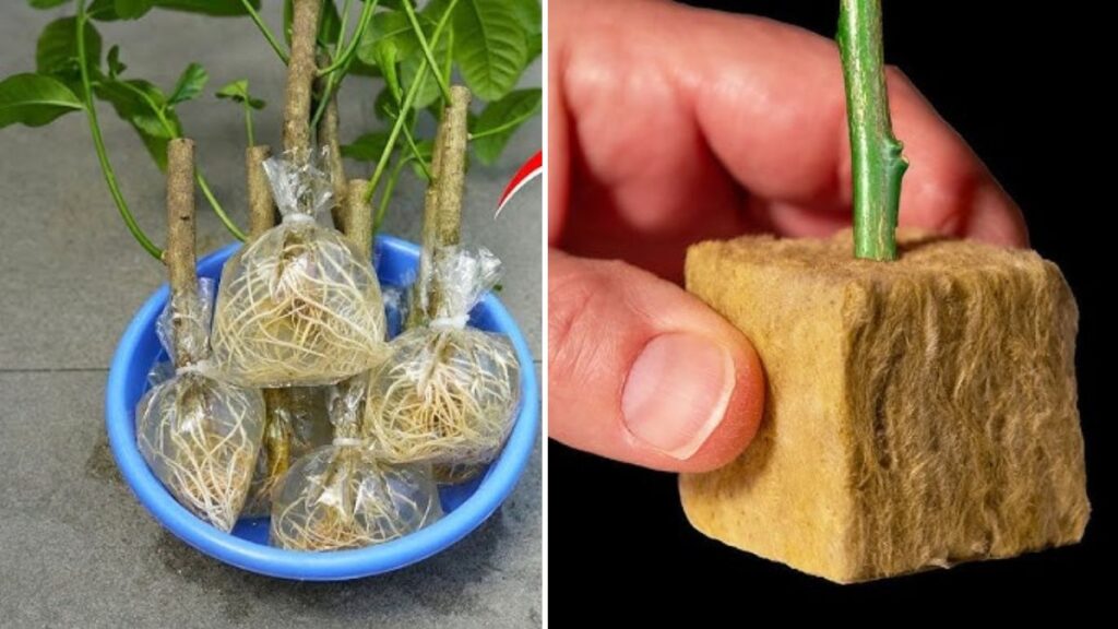 Grow Lemon Trees from Cuttings FASTER: Proven Expert Tips for Super-Quick Rooting!