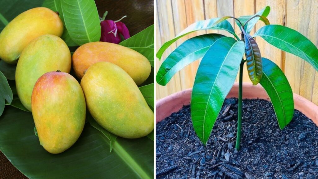 Grow Premium Mango Trees at Home from Store-Bought Mangoes: Step-by-Step Guide for Juicy, Sweet Harvests