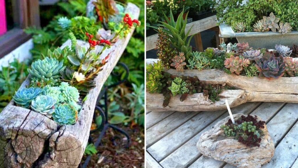 Succulent Mom Secrets: How to Grow, Care, and Gift Stunning Succulents at Home