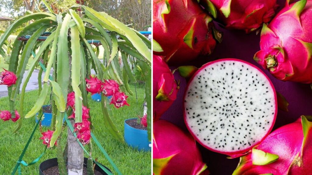 Grow Your Own Dragon Fruit at Home from Store-Bought Fruit: Step-by-Step Guide to Sweet, Juicy Harvests