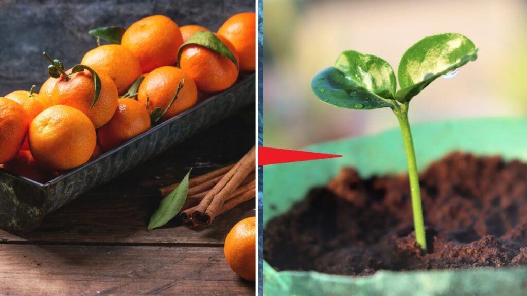 Grow Your Own Orange Tree at Home from Store-Bought Fruit: Step-by-Step Guide to Juicy Oranges