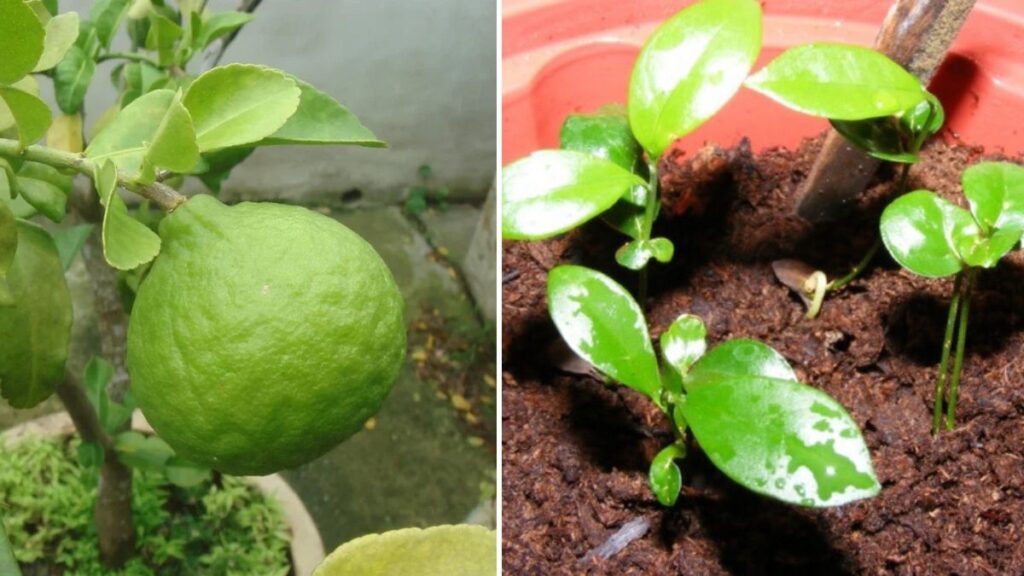 Step-by-Step Guide: Direct Leaf Cutting Propagation for Citrus Trees