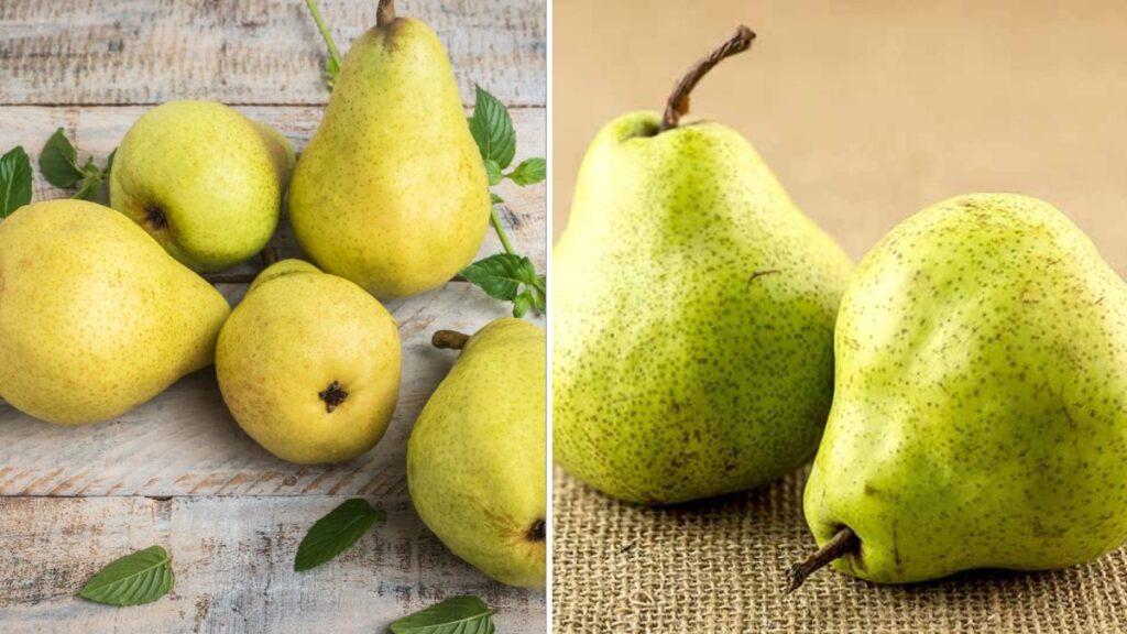 The Complete Guide to Harvesting Pears: When and How to Pick Perfectly Ripe Pears