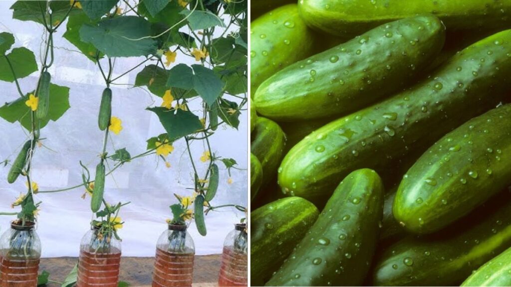 Grow Cucumbers Anywhere: How to Harvest Continuously Without a Traditional Garden